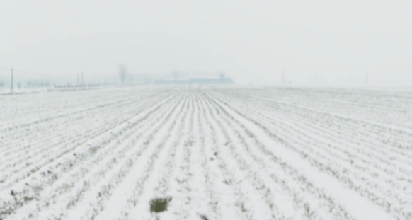 河南鵝毛大雪滿天飛 積雪腳脖子深