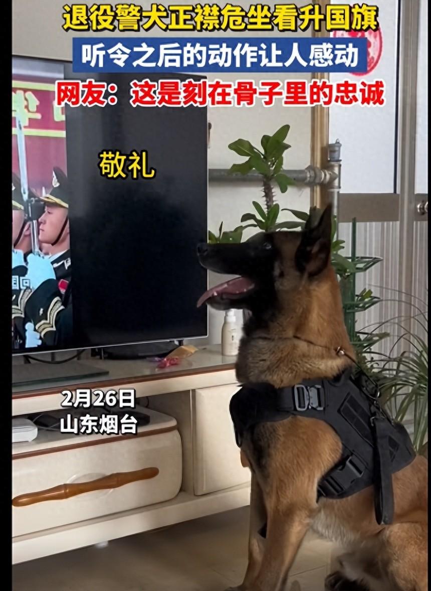 退役警犬看見升國旗正襟危坐