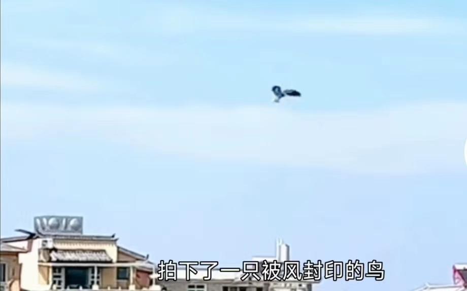 鳥兒被內蒙古的風封印了