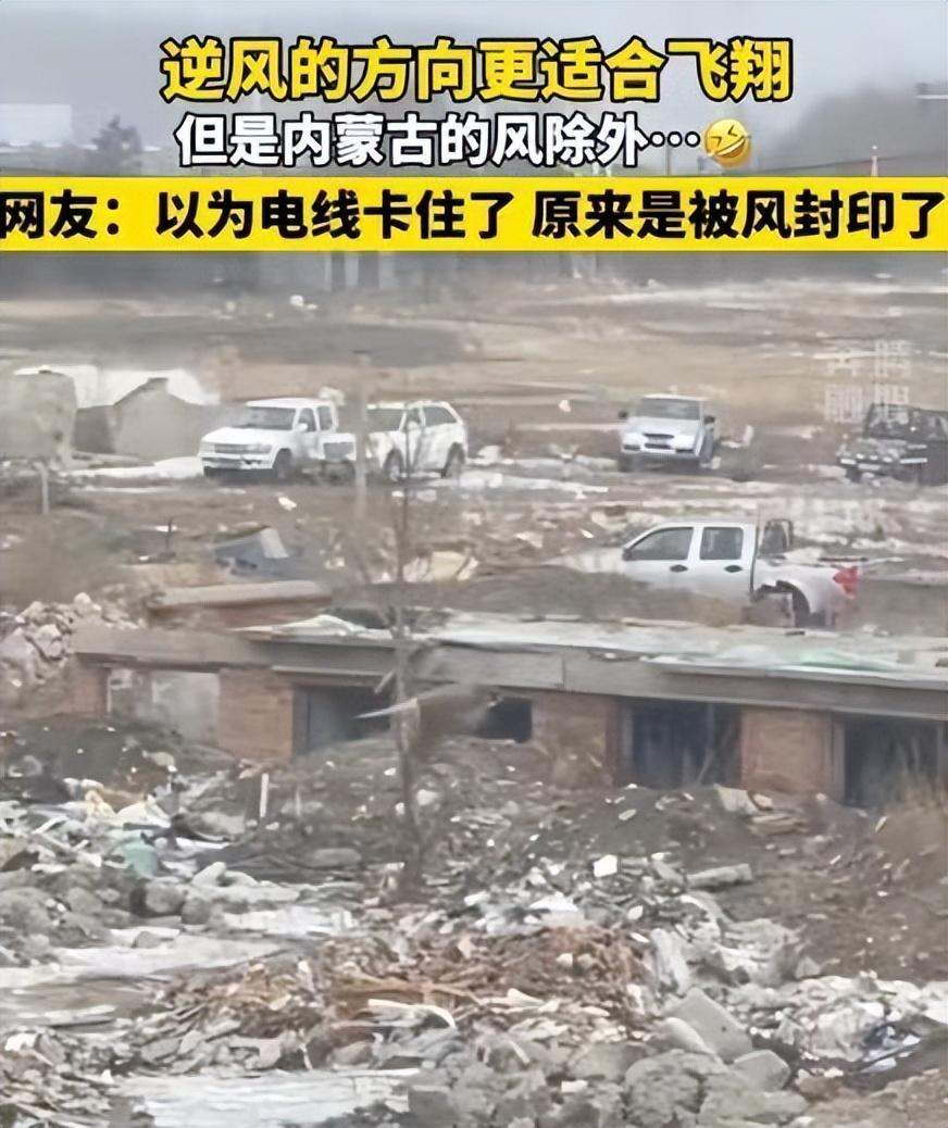 鳥兒被內蒙古的風封印了