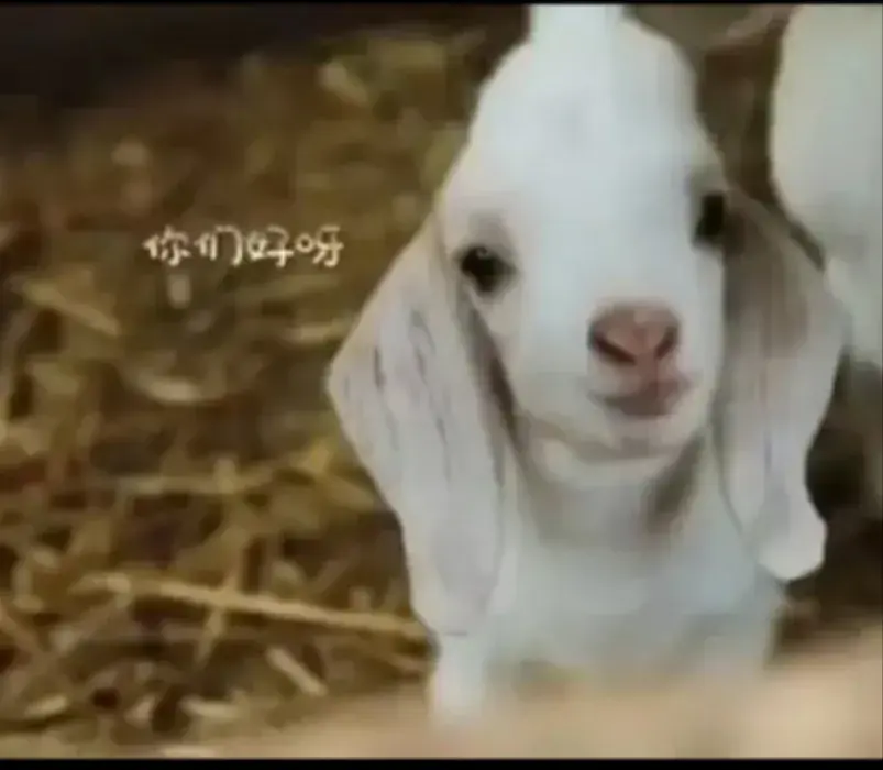 向往的生活小羊小不點去世