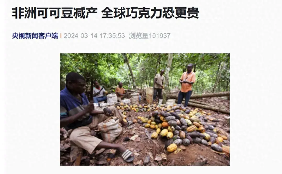 巧克力可能要漲價了