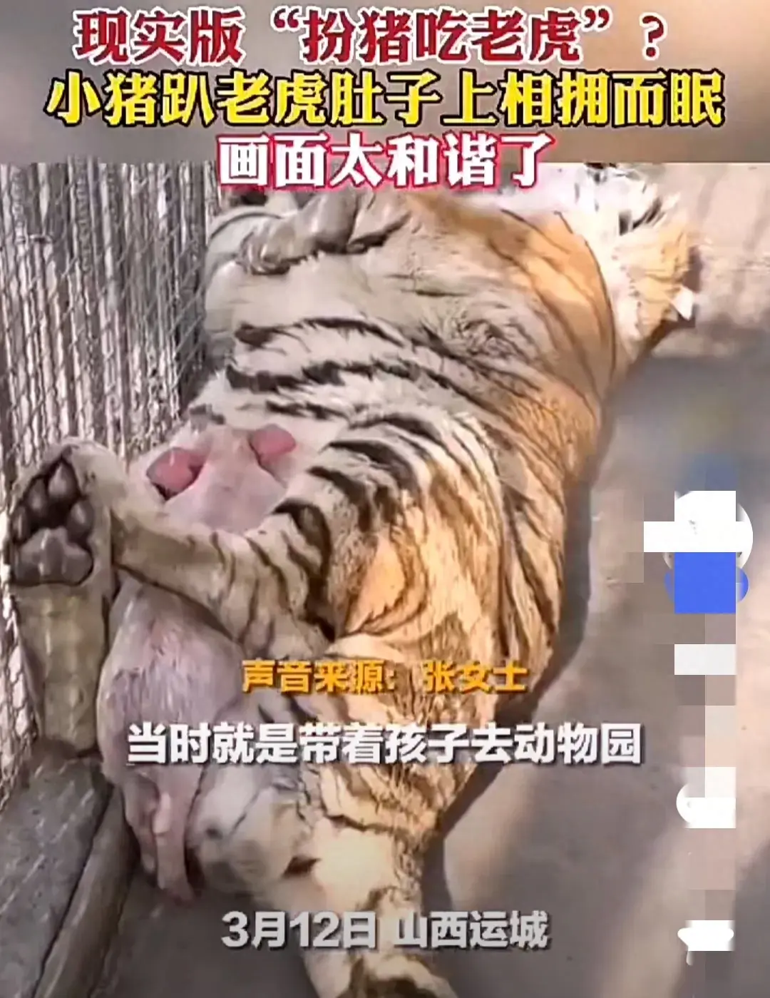 動物園里小豬趴在老虎肚子上睡覺