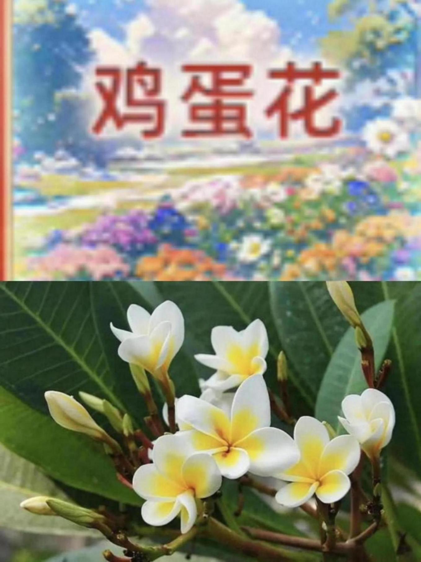 淘寶元宵節猜燈謎活動今天14點 答案大揭秘!!獎品有大金豆