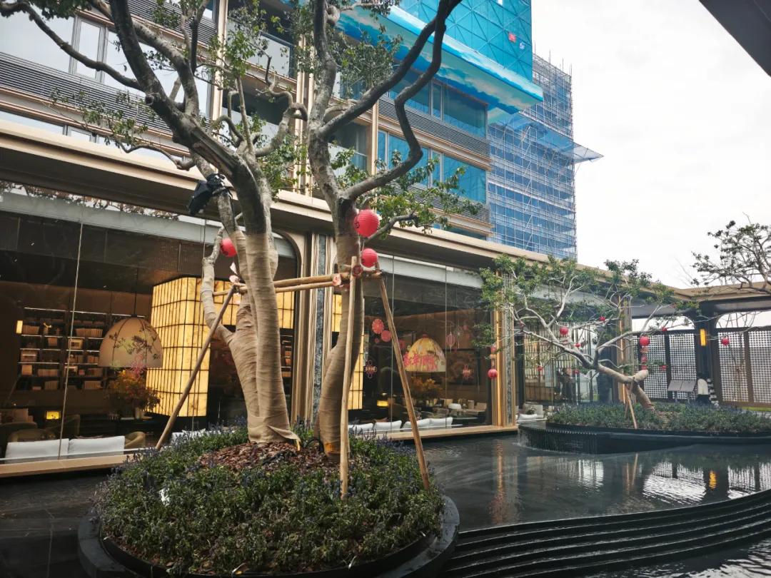 新房市場也熱了,兩盤普通家庭中簽率還不到6%