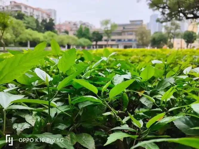 vivo vs OPPO:誰的照相更強(qiáng)一些?